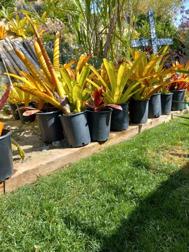Professional landscaping services experts serving San Juan Capistrano, CA - Cano Landscapes