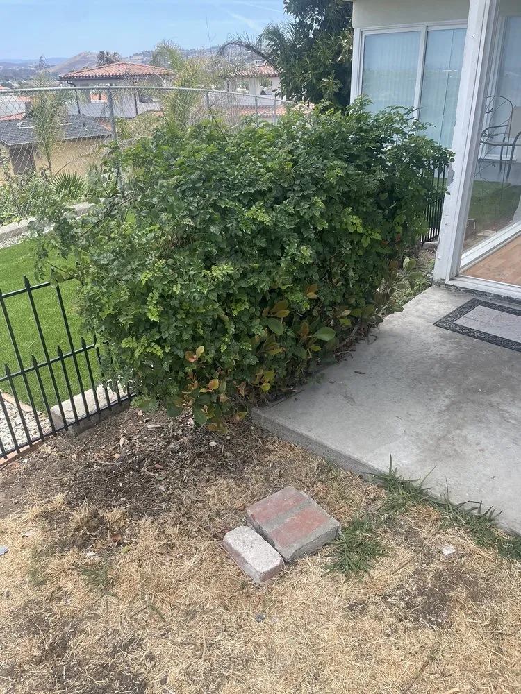 Professional lawn mowing service in San Juan Capistrano, CA - Cano Landscapes