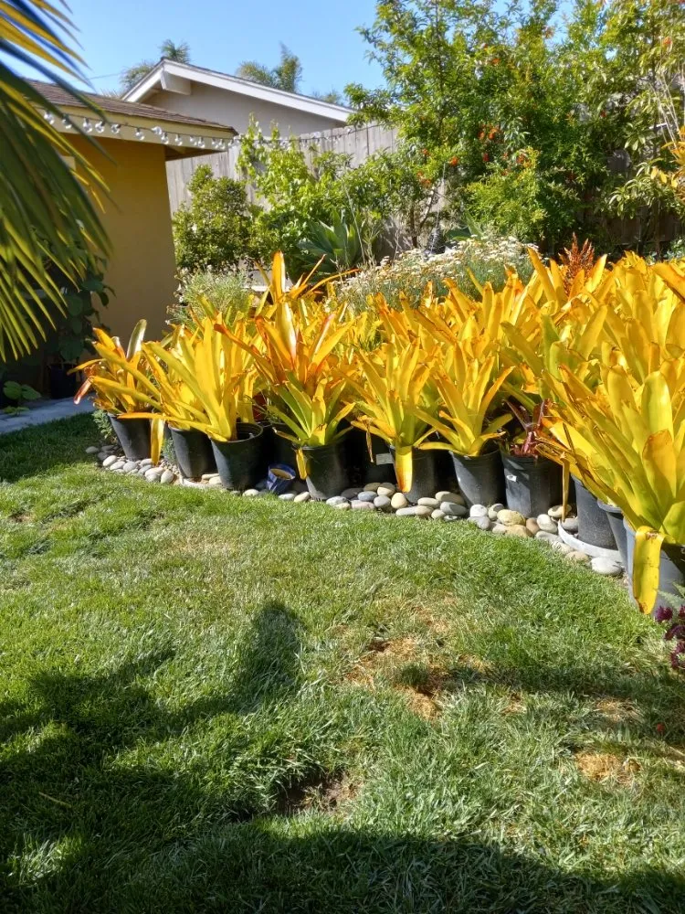 Local landscape design in San Juan Capistrano, CA - Cano Landscapes