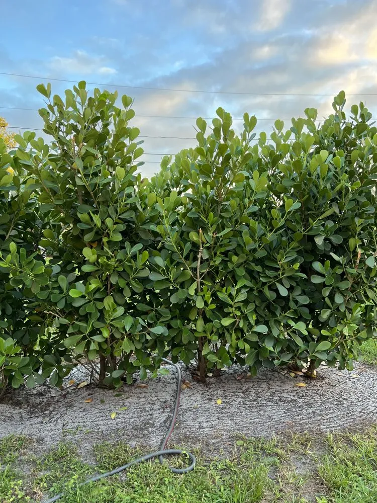 Local landscape installation in Port Saint Lucie, FL by Cano Landscaping & More