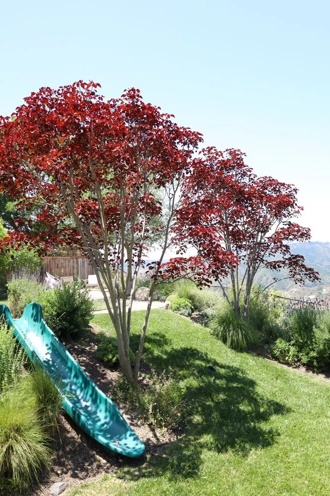 Top-rated landscaping services experts serving Costa Mesa, CA - Canopy and Co