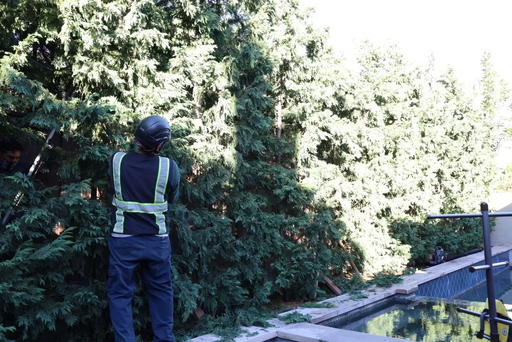 Local landscape design for homes across Costa Mesa, CA - Canopy and Co