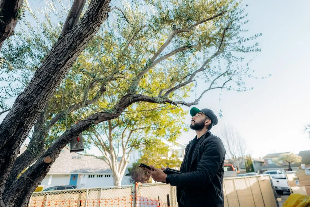 Top-rated lawn mowing service in Costa Mesa, CA by Canopy and Co