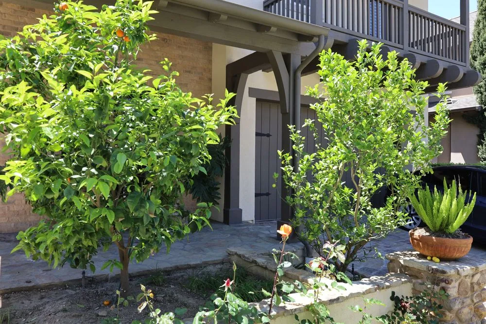 Top-rated yard maintenance for homes in Costa Mesa, CA by Canopy and Co