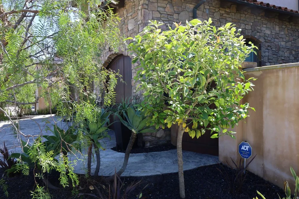 Trusted residential landscaping experts serving Costa Mesa, CA - Canopy and Co