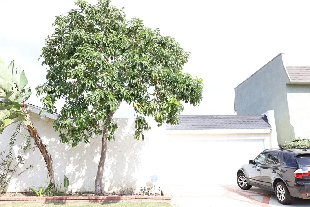 Custom outdoor landscaping in Costa Mesa, CA by Canopy and Co