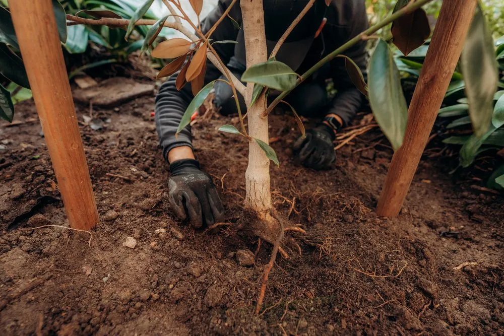 Custom landscape design near you in Costa Mesa, CA by Canopy and Co