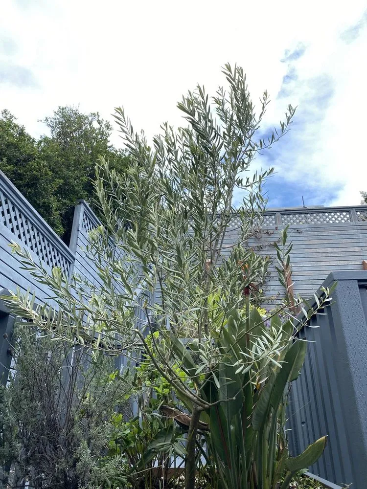 Top-rated landscape installation experts serving Santa Cruz, CA - Canopy Care Holistic Pruning