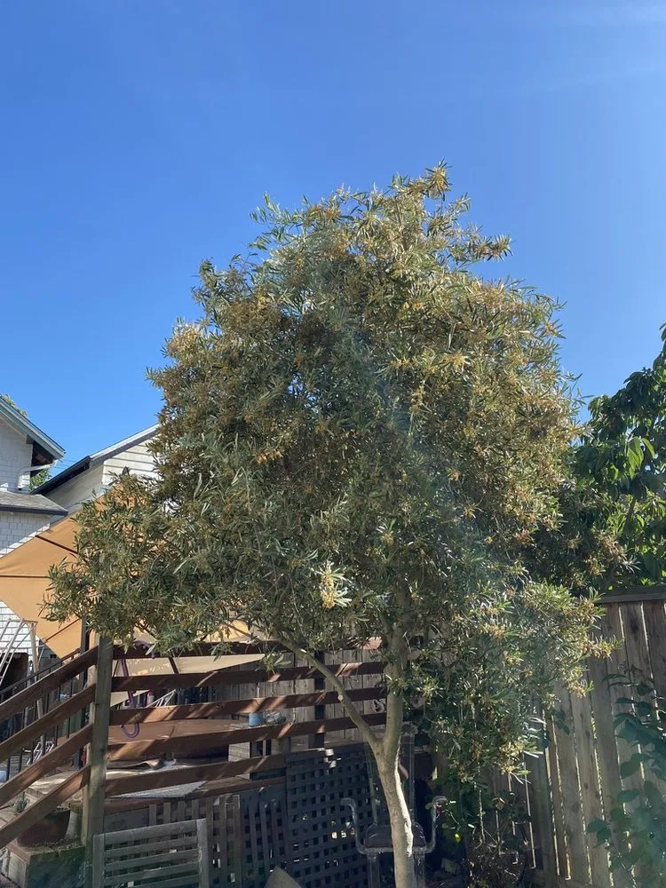 Local yard maintenance experts serving Santa Cruz, CA - Canopy Care Holistic Pruning