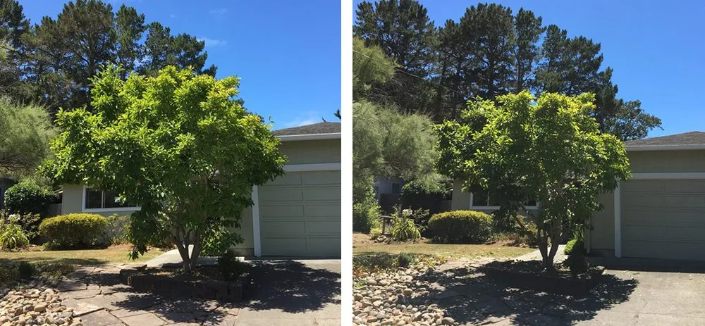 Top-rated lawn mowing service experts serving Santa Cruz, CA - Canopy Care Holistic Pruning