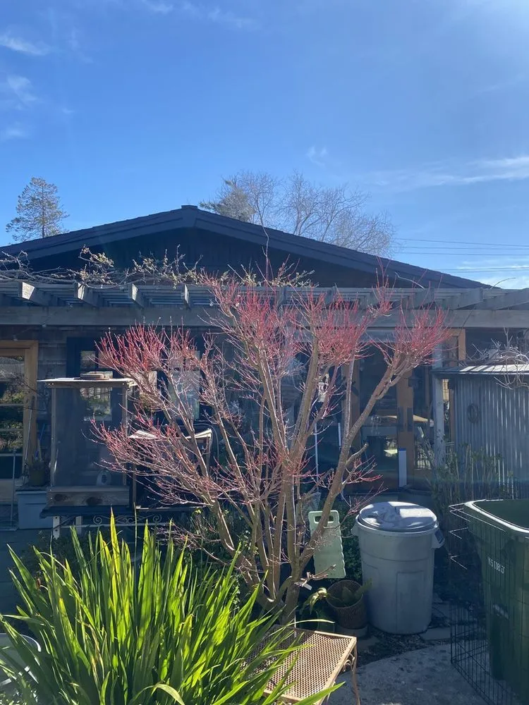 Custom outdoor landscaping in Santa Cruz, CA - Canopy Care Holistic Pruning