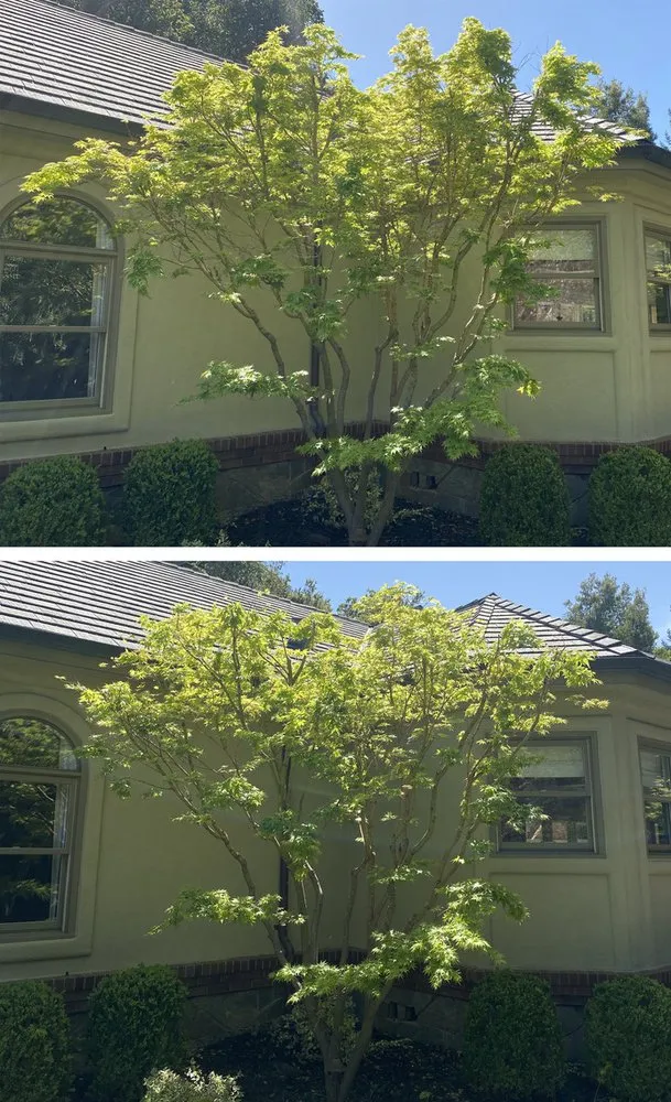 Top-rated landscape design with custom design across Santa Cruz, CA - Canopy Care Holistic Pruning