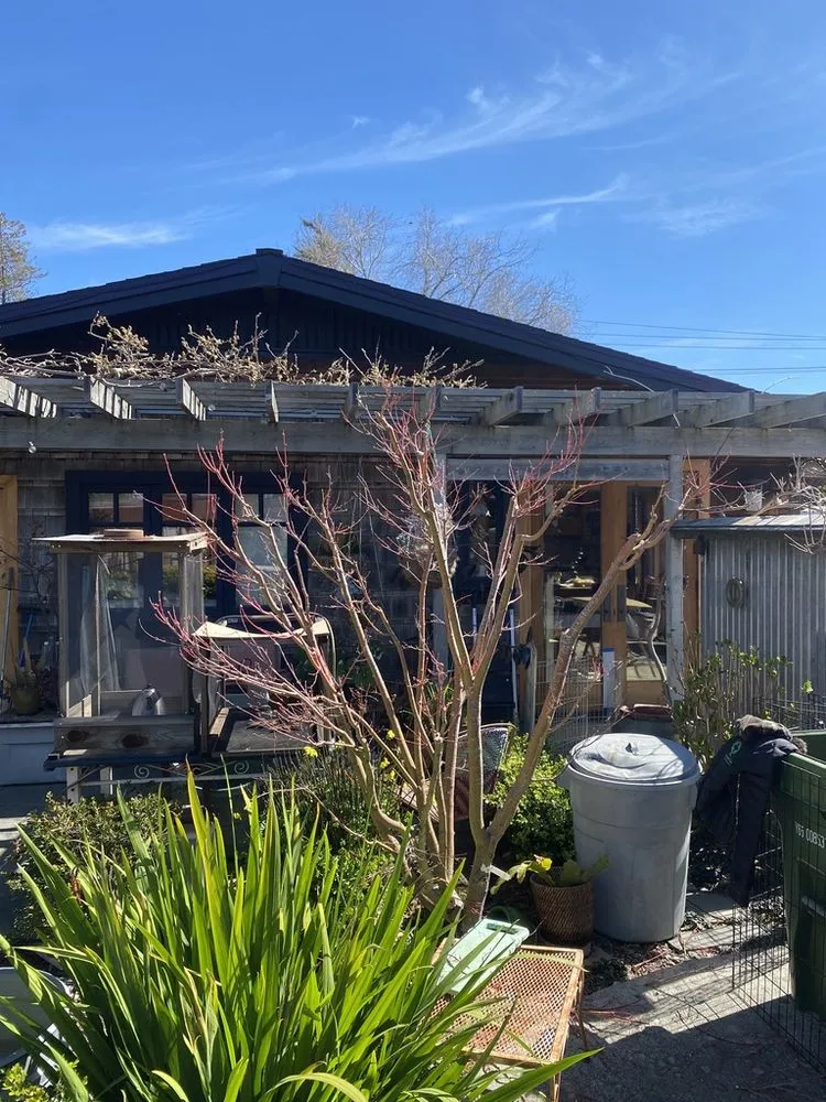 Local landscape installation in Santa Cruz, CA by Canopy Care Holistic Pruning