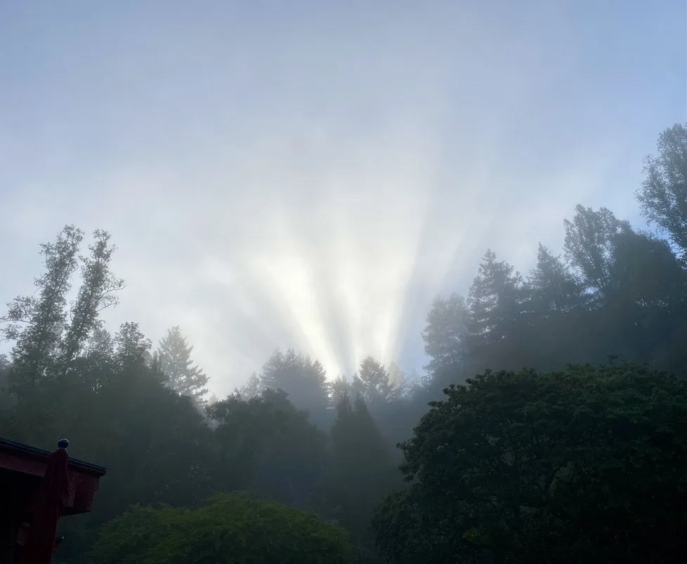 Local lawn care service in Santa Cruz, CA by Canopy Care Holistic Pruning