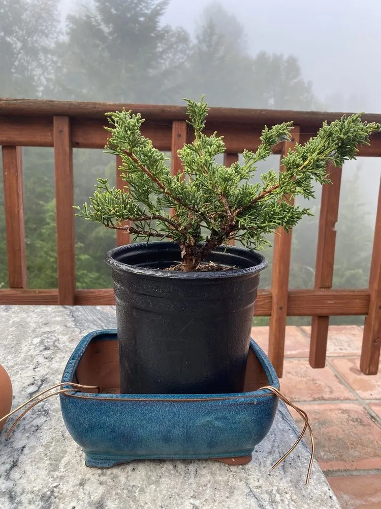 Custom yard cleanup service experts serving Santa Cruz, CA - Canopy Care Holistic Pruning