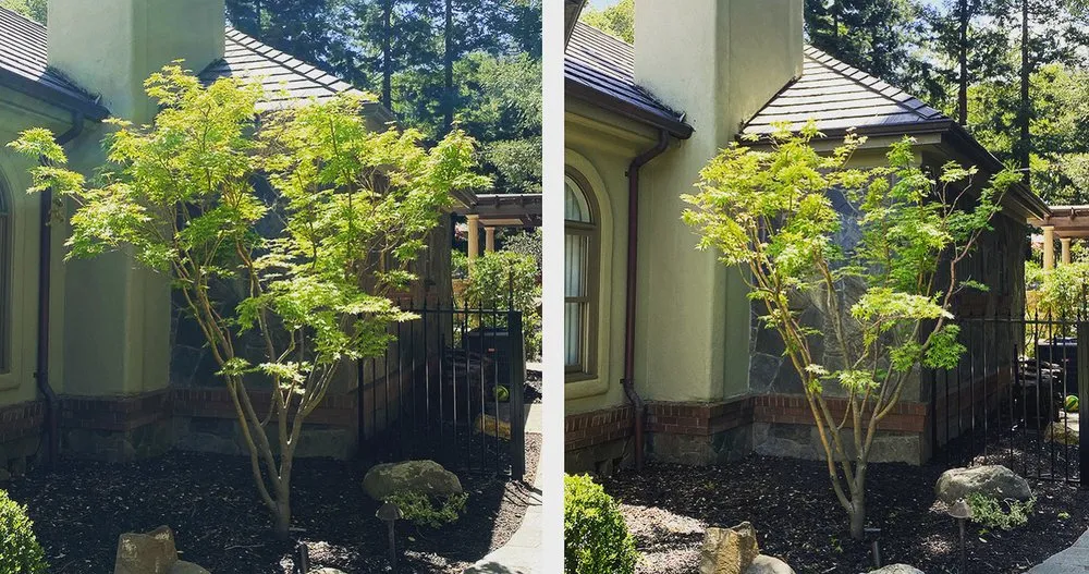 Expert landscaping services in Santa Cruz, CA by Canopy Care Holistic Pruning