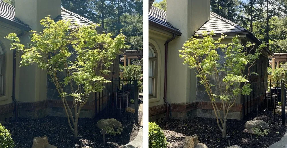 Custom landscape design near you across Santa Cruz, CA - Canopy Care Holistic Pruning