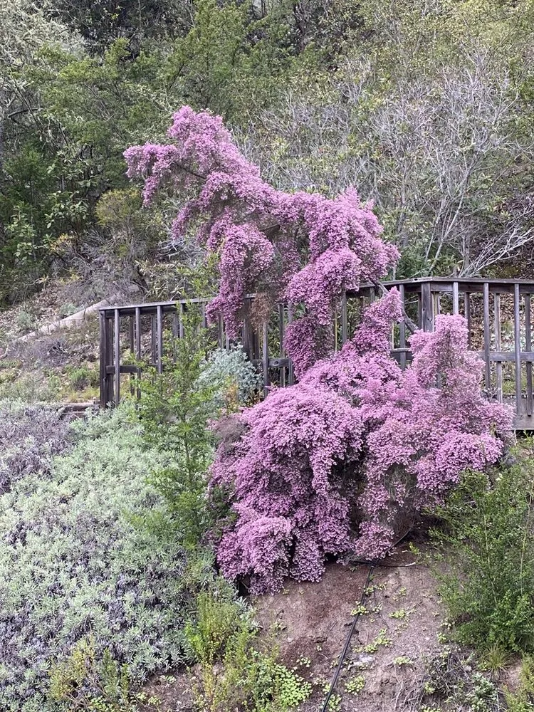 Expert yard cleanup service in Santa Cruz, CA by Canopy Care Holistic Pruning