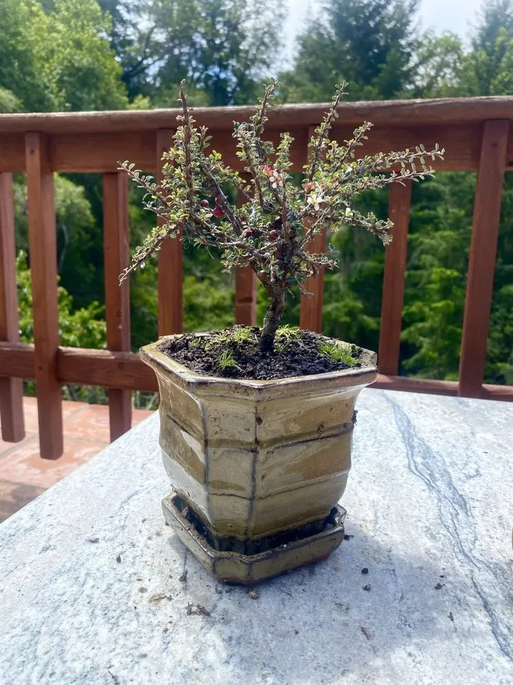 Trusted garden landscaping for residential properties in Santa Cruz, CA by Canopy Care Holistic Pruning