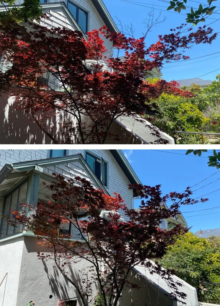 Affordable lawn mowing service for year-round maintenance across Santa Cruz, CA - Canopy Care Holistic Pruning