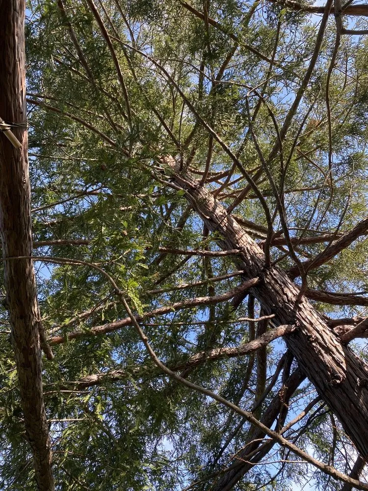 Affordable yard maintenance for homes in Santa Cruz, CA by Canopy Care Holistic Pruning