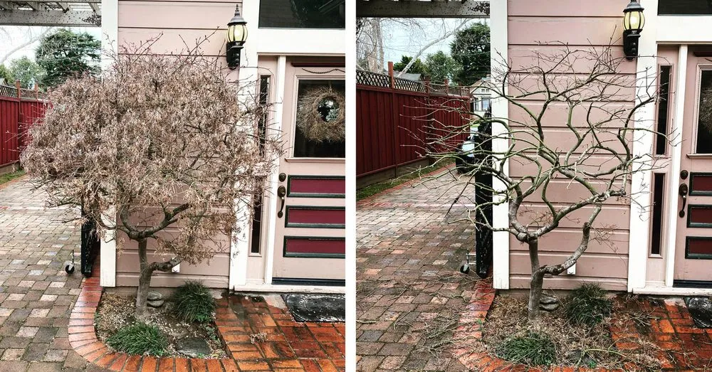 Local lawn mowing service in Santa Cruz, CA by Canopy Care Holistic Pruning