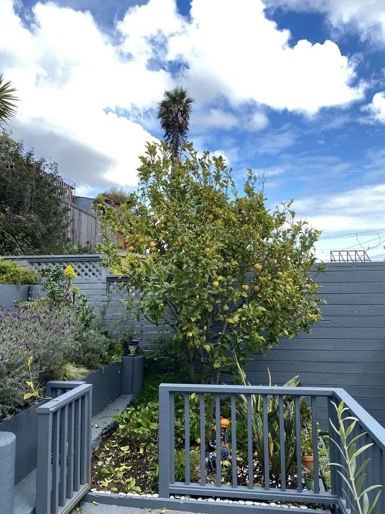Expert outdoor landscaping for beautiful yards across Santa Cruz, CA - Canopy Care Holistic Pruning