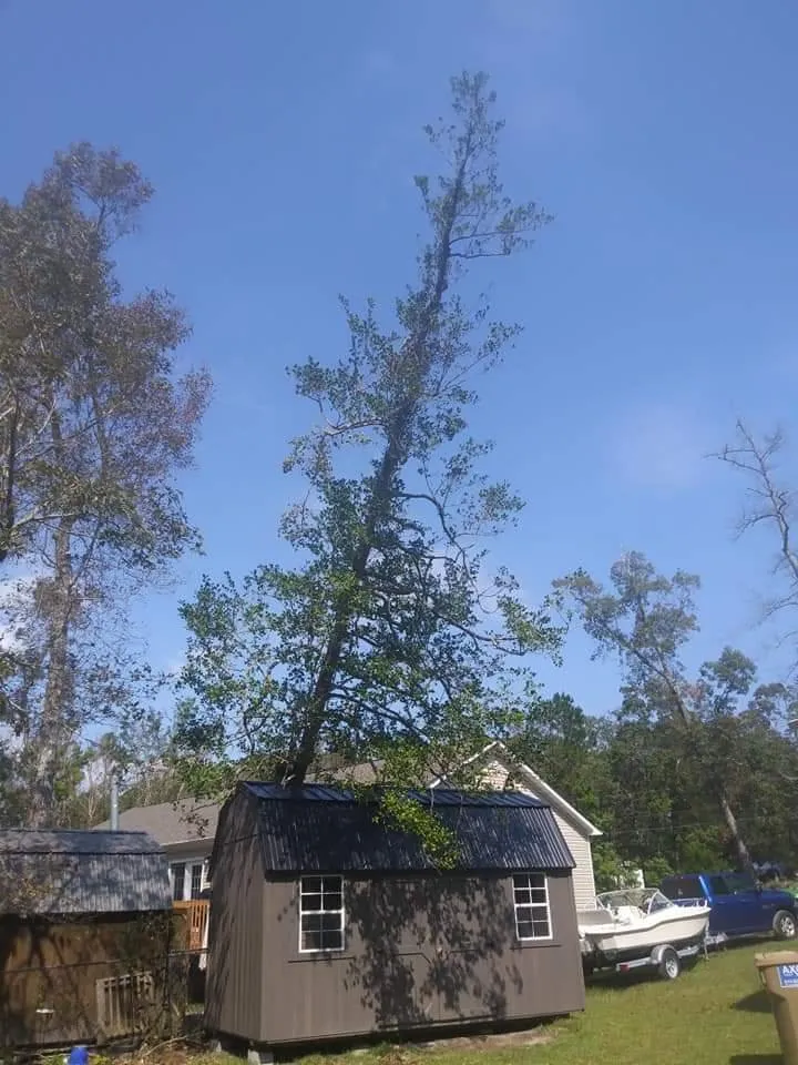 Affordable lawn care service for beautiful yards across Wilmington, NC - Canopy Climbers Tree and Lawn Care