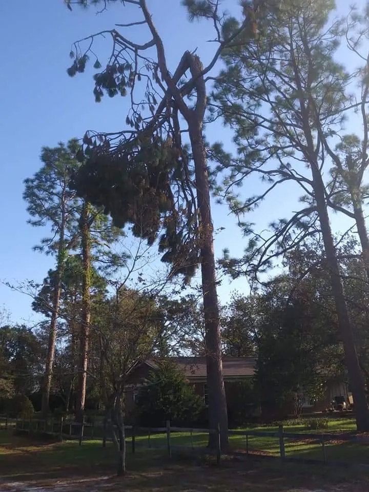 Trusted residential landscaping experts serving Wilmington, NC - Canopy Climbers Tree and Lawn Care