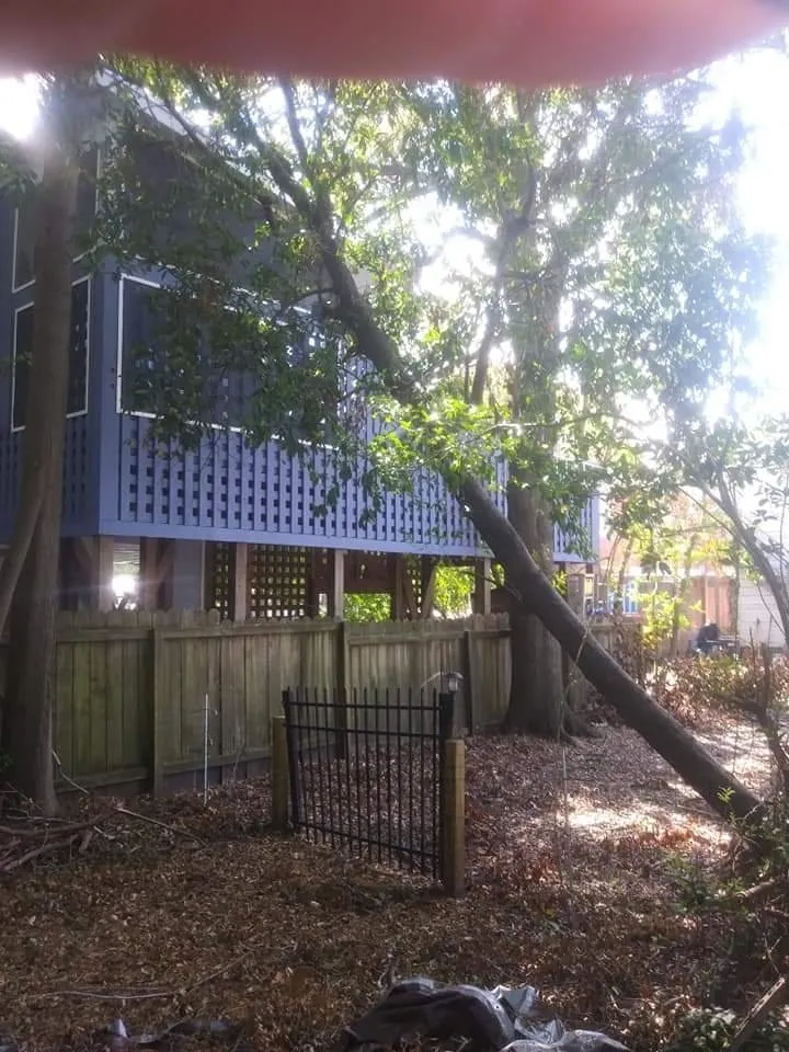 Trusted lawn care service in Wilmington, NC by Canopy Climbers Tree and Lawn Care