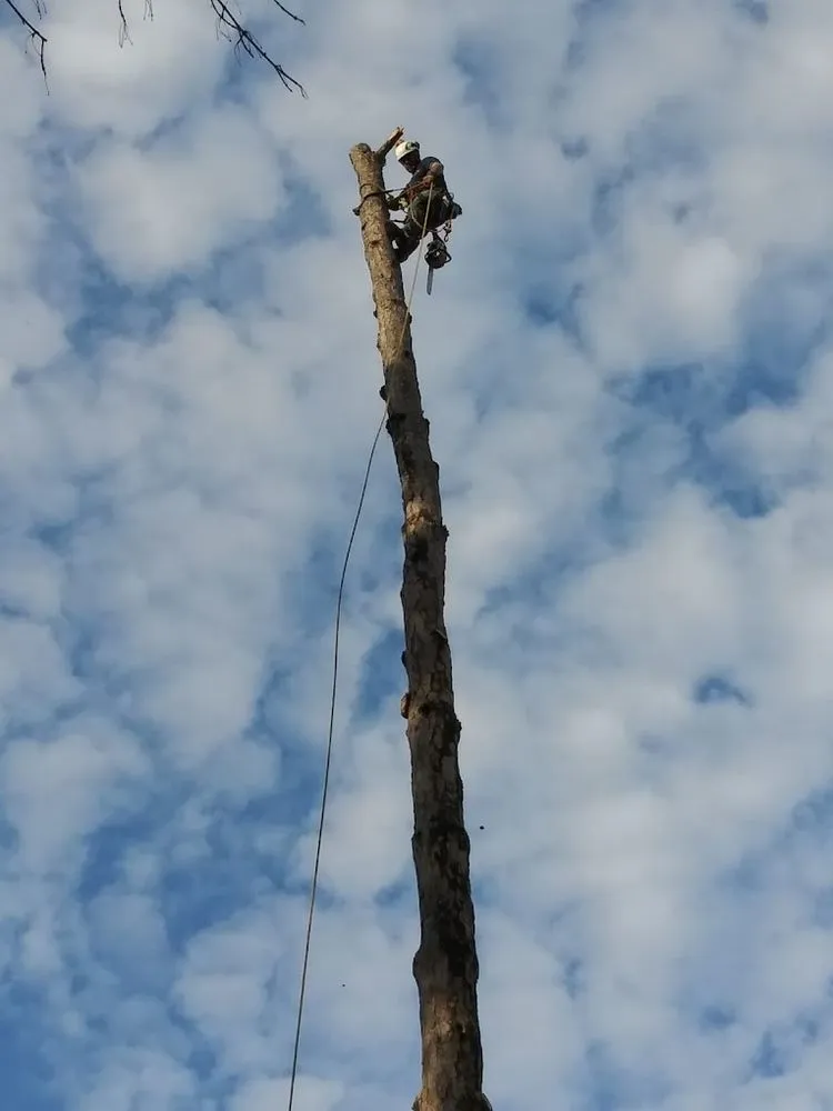 Professional residential landscaping experts serving Stone Mountain, GA - Canopy Keepers Tree Care