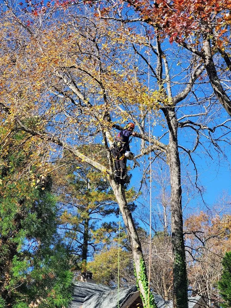 Local landscaping services experts serving Stone Mountain, GA - Canopy Keepers Tree Care