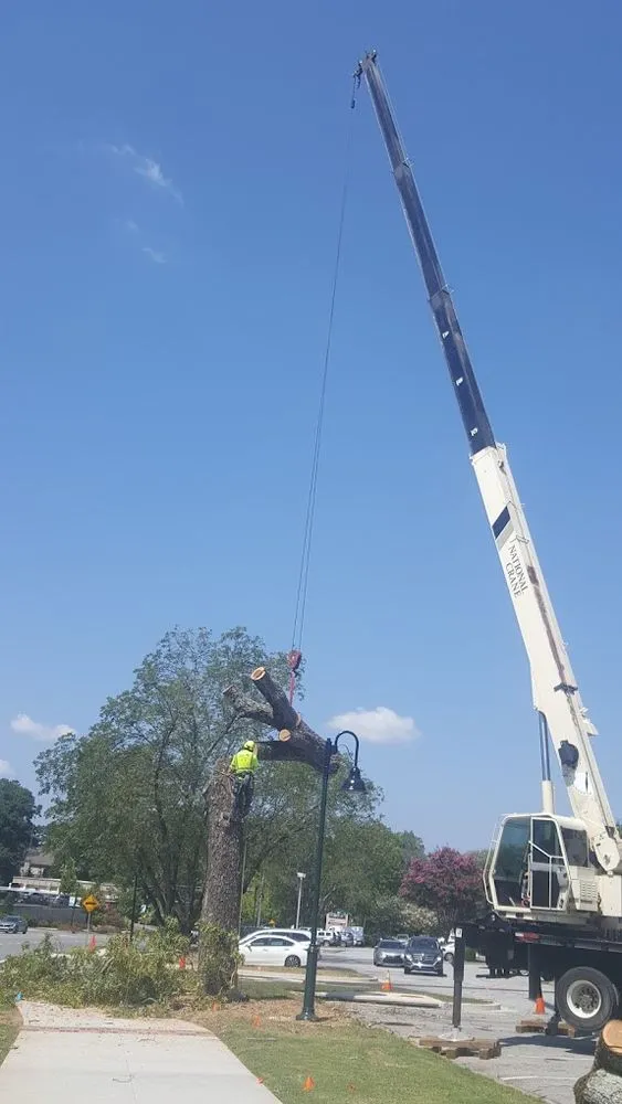 Affordable lawn care service in Stone Mountain, GA by Canopy Keepers Tree Care