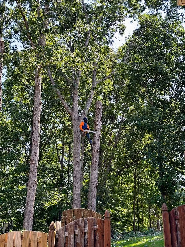 Affordable yard maintenance in Stone Mountain, GA - Canopy Keepers Tree Care