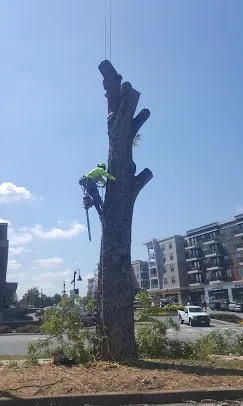 Local landscape design in Stone Mountain, GA - Canopy Keepers Tree Care