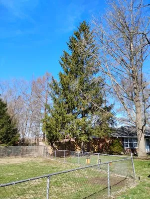 Canopy Kings Property Care Logo