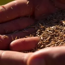 Professional lawn mowing service in Huntersville, NC - Canopy Lawn Care