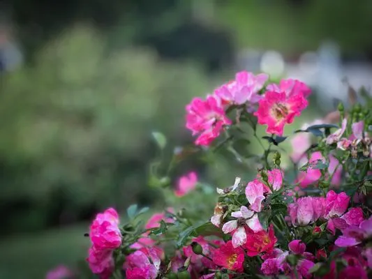 Canopy Lawn Care Logo