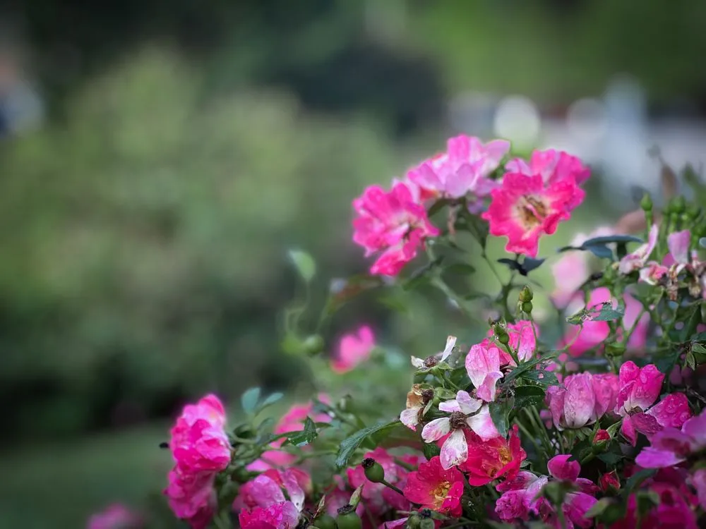 Custom garden landscaping experts serving Raleigh, NC - Canopy Lawn Care