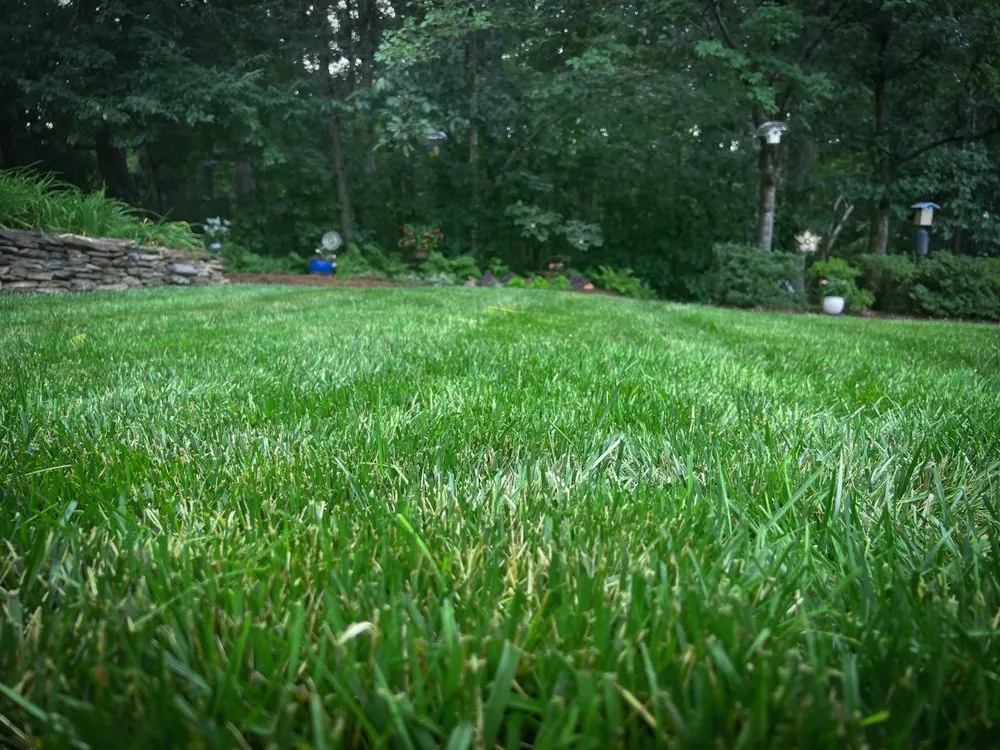 Professional lawn mowing service in Raleigh, NC - Canopy Lawn Care