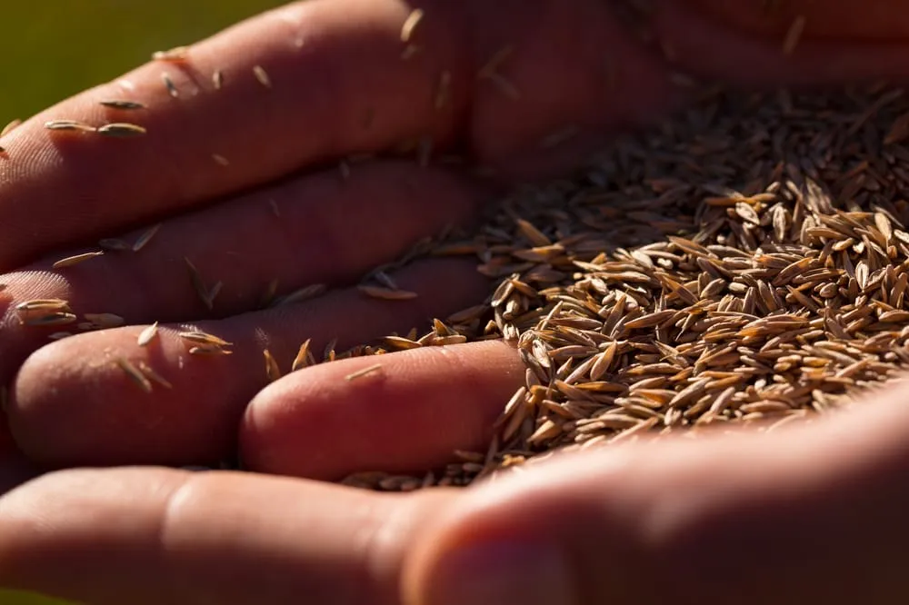 Local garden landscaping experts serving Raleigh, NC - Canopy Lawn Care