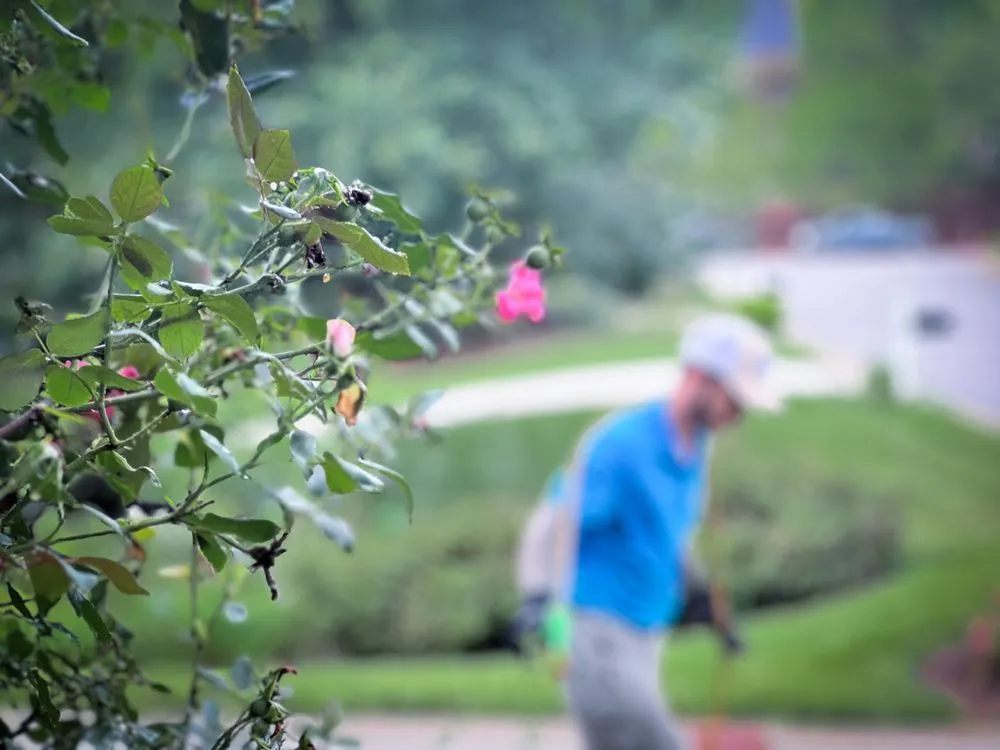 Reliable lawn mowing service in Raleigh, NC by Canopy Lawn Care