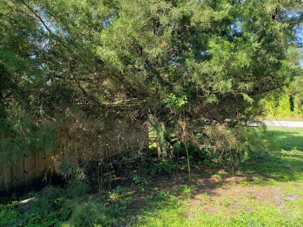 Custom yard cleanup service for beautiful yards across Englewood, FL - Canopy Property Maintenance