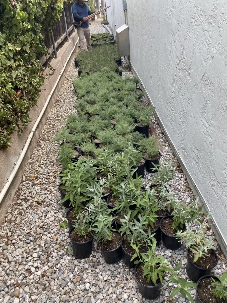 Reliable landscaping services for year-round maintenance in Santa Clarita, CA by Canos Landscape