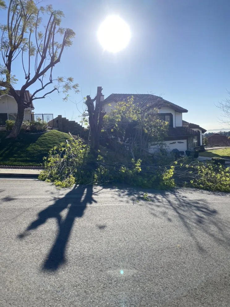 Affordable yard cleanup service for homes in Santa Clarita, CA by Canos Landscape