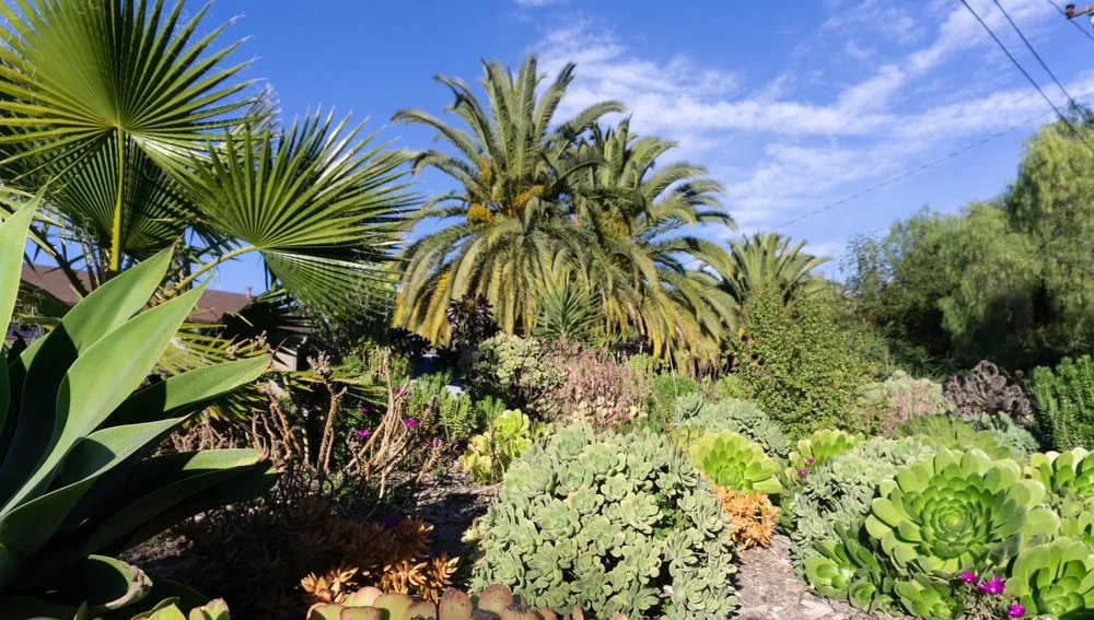 Reliable residential landscaping experts serving Santa Barbara, CA - Canseco’s Gardening Services