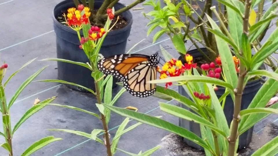 Trusted outdoor landscaping for year-round maintenance in Hudson, FL by Canterbury Farms Wholesale Nursery