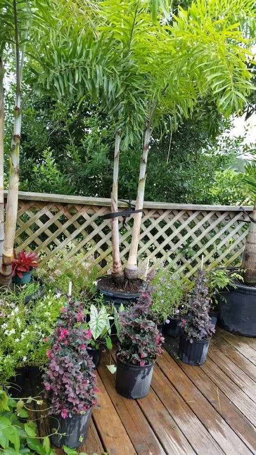 Reliable landscaping services near you across Hudson, FL - Canterbury Farms Wholesale Nursery