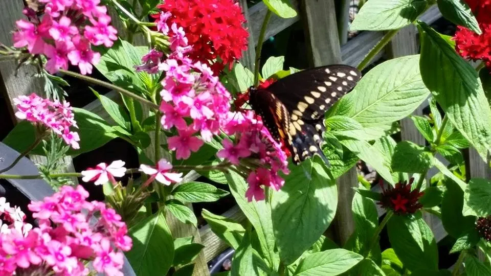 Top-rated landscape design experts serving Hudson, FL - Canterbury Farms Wholesale Nursery