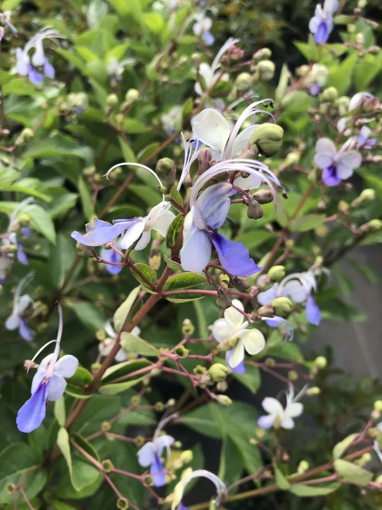 Affordable yard cleanup service near you across Hudson, FL - Canterbury Farms Wholesale Nursery